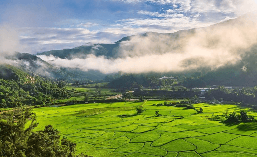 Vibrant green rice terraces in a valley with misty forested hills.