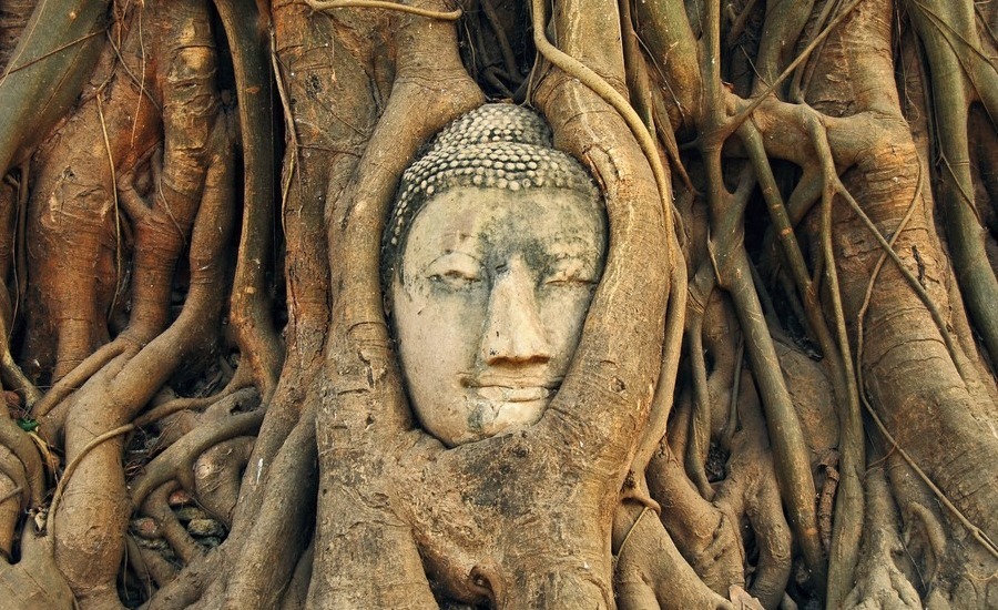 The 700-year-old Buddha head is hidden among tree roots, unique Buddha head in Thailand