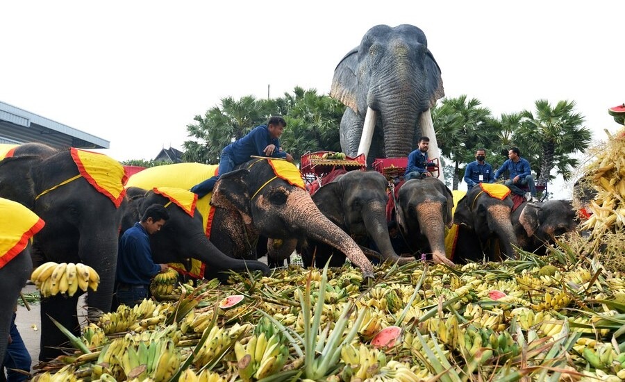 Elephants are widely recognized as Thai national animals
