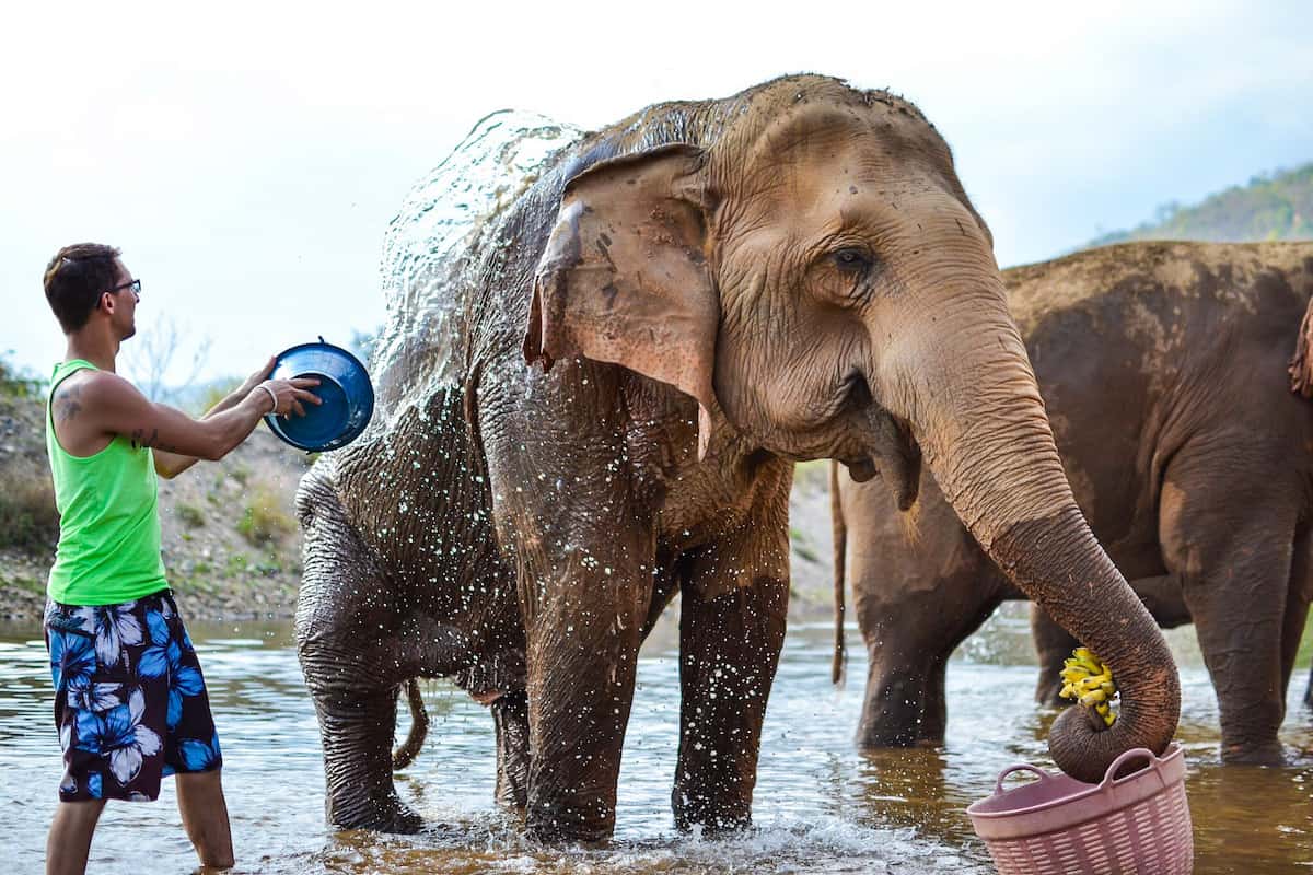 Elephant Nature Park, best things to do in Chiang Mai
